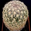 Sclerocactus_erectocentrus